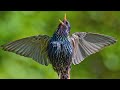 SUPER STARLING