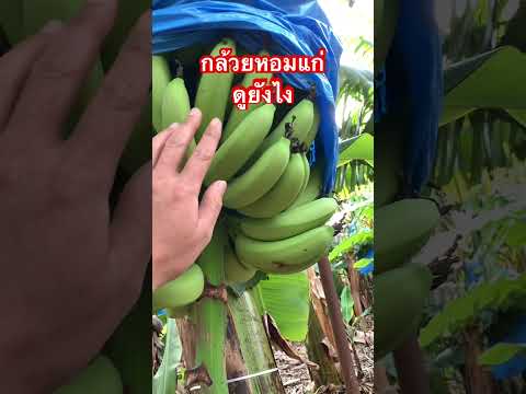 How to tell if a banana is ripe and ready to be cut🍌🍌#Thai workers in Israel