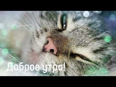 💗Доброе утро от Люси и Дуси💗#cat #cats #catsvideo #коты #доброеутро #доброеутровидеоролики