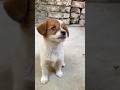 Cute Puppy Barking Viral Dog Angrypuppy Angrydog Cutepet Pets Angry Cutepuppy Doglover