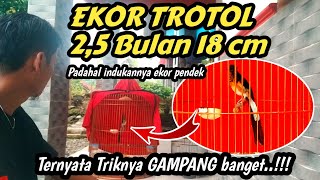 Download lagu SUREFIRE TRICK‼️Extend the tail of a magpie robin 100% to make it super long klawer mp3