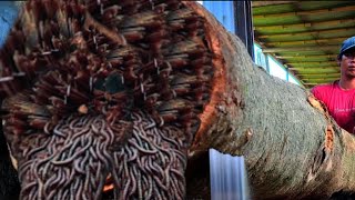 Download lagu Kebohongan Berbahaya Menanti, Mengungkap Rahasia Kayu Jati Berongga mp3