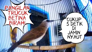 Download lagu Suara trucuk betina birahi saling bersahutan.cocok untuk mendongkrak birahi trucuk bahan. mp3