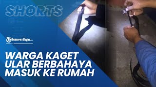 Warga Tamansari Bogor Kaget Lihat Ular Kobra Masuk ke Rumah, Petugas Damkar Kesulitan Menangkapnya