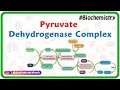 Pyruvate dehydrogenase complex ( Animation ) - Mechanism , Regulation and inhibitors : USMLE Step 1