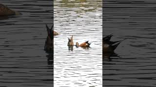 Nado sincronizado das marrecas colhereiras #patos #animais