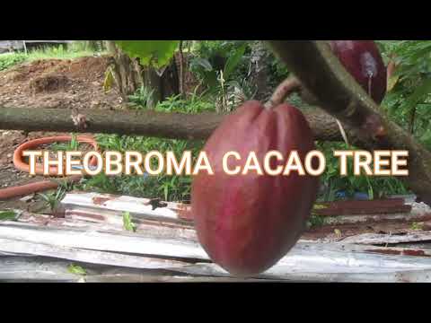 ANTIOXIDANT AND LOWERED RISK OF DIABETES...