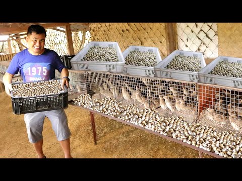 My 5,000 Heads of QUAIL LAYERS!! What you should know about raising quail & How does it Work?