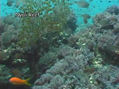 Peponi Divers Mombasa, Mombasa Nordküste - verschiedene Plätze,Kenia