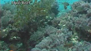 Intro Peponi Diving Mombasa Kenya - Tauchen - Kenia