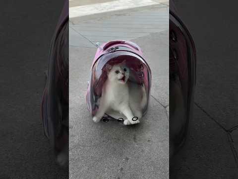 gard instructions cat not allowed to shopping moll #youtubshorts #viralshort
