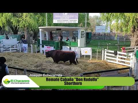 Joaquín Echezarreta - Se realizó el remate de cabaña "Don Rodolfo" de la Flia Echezarreta.