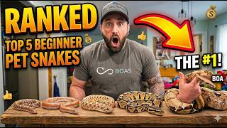 5 Snakes That MAKE Perfect Beginner SNAKES! EVERYONE Recommends The Wrong Snake!