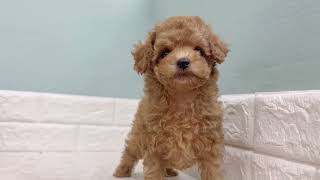 トイプードルの動画01