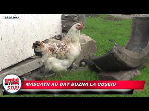 MASCATII AU DAT BUZNA LA COSEIU