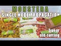 Monstera Deliciosa Single Node Propagation (0-9 Months)