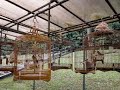 Red Whikered Bulbul  Jambul bulbul SINGING training