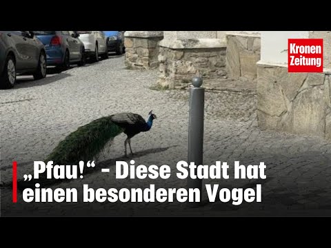 „Pfau!“ – Diese Stadt hat einen besonderen Vogel | krone.tv NEWS
