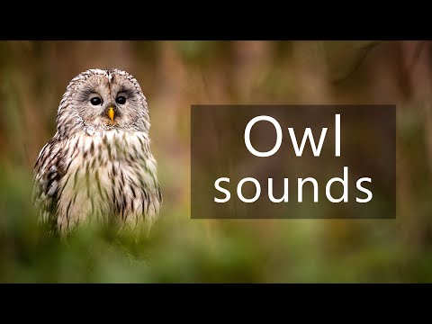 Sova dlhochvostá (Strix uralensis) — zvuky a typické volanie