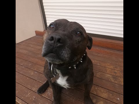 Tony the dog says hi to fans