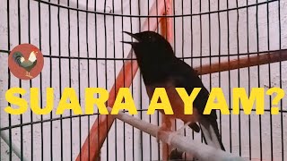 Download lagu KOK ADA SUARA AYAM? MURAI BATU GACOR, COCOK UNTUK MASTERAN! MEWAH & VARIASI mp3 Download lagu KOK ADA SUARA AYAM? MURAI BATU GACOR, COCOK UNTUK MASTERAN! MEWAH & VARIASI mp3