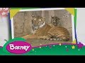 Barney S Musical Zoo