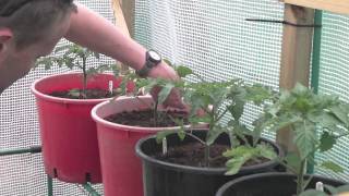 Pinching Out A Plant