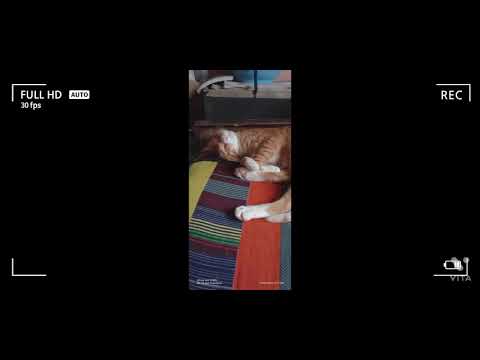 the cute cats 😍😍😍😍😍😍😍😍🙂🙂👍👍👍👍👍👍👍👍👍👍👍