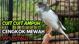 Download lagu KENARI GACOR  Cuit CUIT BIRAHI SUARA Kenari MASTERAN TERBAIK UNTUK PANCINGAN & MASTERAN Kenari PAUD mp3