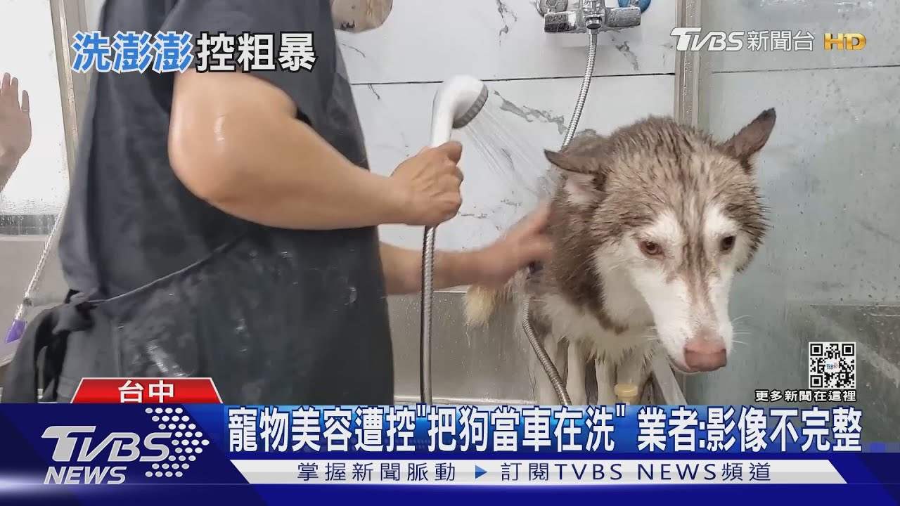 寵物美容遭控「把狗當車在洗」 業者:影像不完整