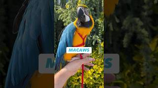 Macaws have such LONG tail #animals #parrot