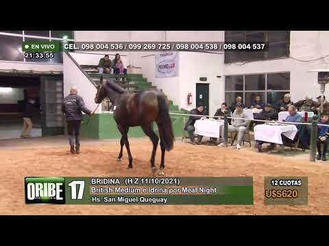 REMATE HARAS SAN MIGUEL QUEGUAY (Gen. 2021)  3/8/2023 - TATTERSALL MARONAS -  URUGUAY