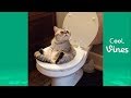 Try Not To Laugh Challenge - Funny Cat & Dog Vines compilation 2017