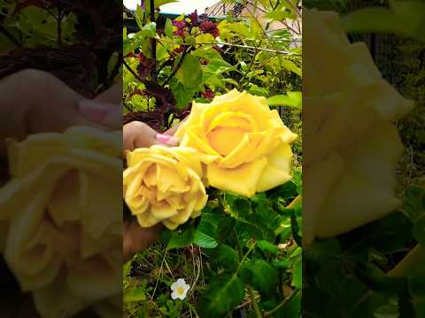 My garden different types of flowers(part-6)#shorts