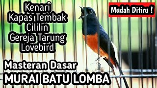 Download lagu MASTERAN MURAI BATU FULL ISIAN TEMBAKAN CILILIN KENARI GEREJA KAPAS TEMBAK LOVEBIRD mp3