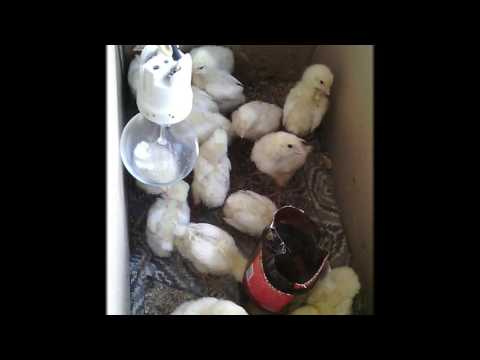 Цыплята на балконе