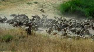 preview picture of video 'Griffon Vultures at Vall-de-Roures'