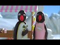 Pingu S06e12 Pingu Gets Carried Away Dvdrip Xvid