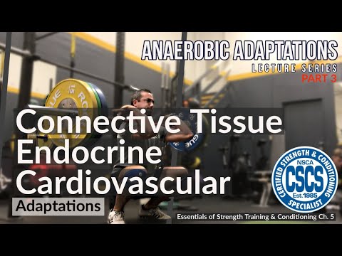 Connective Tissue, Endocrine, and Cardiovascular Adaptations to Anaerobic Training | CSCS Chapter 5 thumbnail