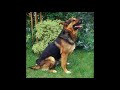 10H Dog Barking Chien Aboiement