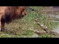 For This Reason Lion Is Called King Of Jungle