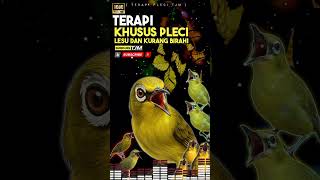 Download lagu Terapi Pleci Ngedrop !!! Macet Bunyi , Lesu ,Langsung Gacor Lagi mp3