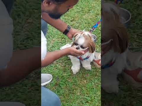 Pets expo in jayamahal road - Bengaluru petgala 2023 17th September #petlover #petsgala2023 #👍🔔🙏