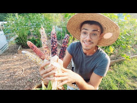 Harvesting Our Glass Gem Corn!