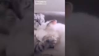 انا حبيتك وجرحتيني انا صونتك لكن خنتيني هتموت من الضحك
