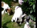 Dog Fuck You Cat Teil 1