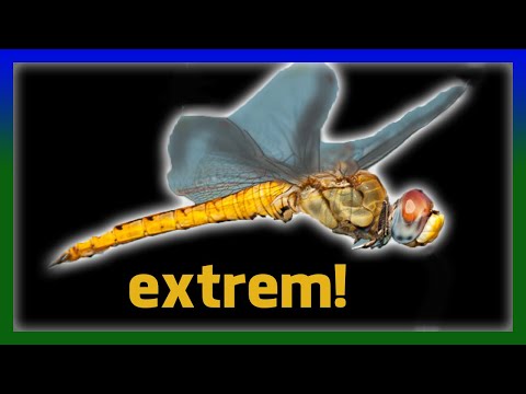 Libelle des Jahres - Extreme Wanderlibelle!