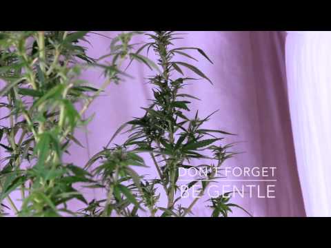 How To Get Rid of Bugs on Cannabis Quick (Natural Method)