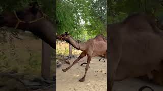 Download lagu Chilgaadi ban ke udungi tere sath #funny #dance #shorts #camel #desi #vairalvideo #marwadi #song mp3
