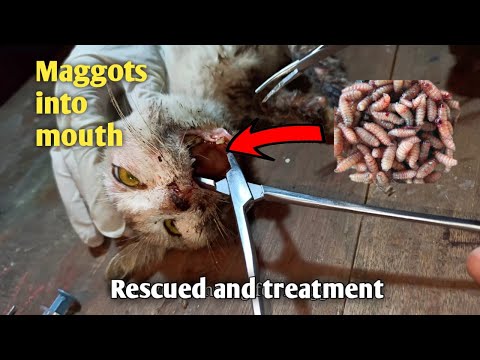 A little cat was suffering by maggots into his mouth | Treatment | Do no harm